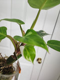 Philodendron White Princess #2