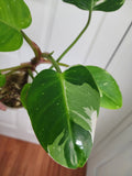 Philodendron White Princess #2