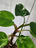 Philodendron White Princess #2