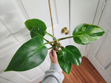 Philodendron white princess #1