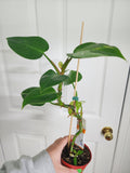 Philodendron white princess #1