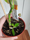 Philodendron white princess #1