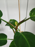 Philodendron white princess #1