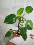 Philodendron White Princess #3