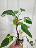Philodendron White Princess #3
