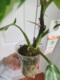 Philodendron White Princess #3