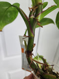 Philodendron White Princess #3