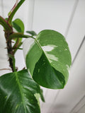 Philodendron White Princess #3
