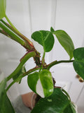 Philodendron White Princess #3