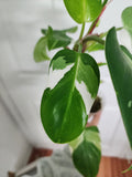 Philodendron White Princess #3
