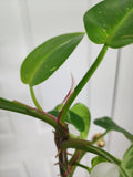 Philodendron White Princess #3