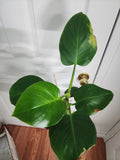 Philodendron white wizard #1