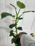 Philodendron white wizard #1