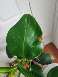 Philodendron white wizard #1