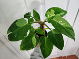 Philodendron White Princess #5