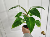 Philodendron White Princess #5