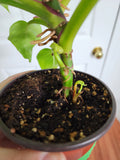 Philodendron White Princess #5
