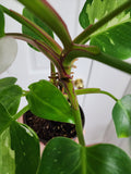 Philodendron White Princess #5