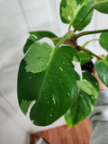 Philodendron White Princess #5
