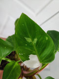 Philodendron White Princess #5