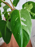 Philodendron White Princess #5