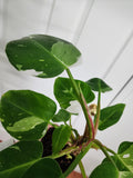 Philodendron White Princess #5