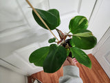 Philodendron White Knight #2