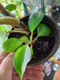 Philodendron White Knight #2