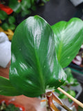 Philodendron White Knight #2