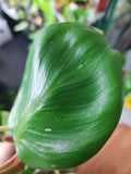 Philodendron White Knight #2