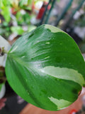 Philodendron White Knight #2