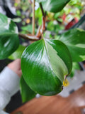 Philodendron White Knight #2