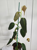 Philodendron melanochrysum