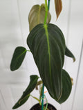 Philodendron melanochrysum