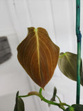 Philodendron melanochrysum