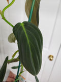 Philodendron melanochrysum