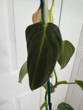Philodendron melanochrysum
