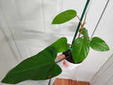 Philodendron Red Emerald