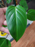 Philodendron Red Emerald