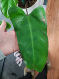 Philodendron Red Emerald
