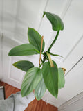 Philodendron Silver Sword