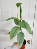 Philodendron Silver Sword