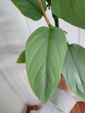 Philodendron Silver Sword