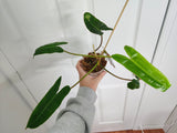 Philodendron billitae