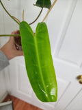 Philodendron billitae