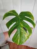 Monstera Albo #4