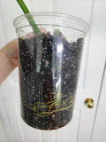 Monstera Albo #4