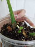 Monstera Albo #4