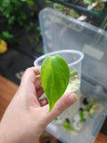 Monstera Aurea wetstick