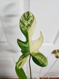 Philodendron Florida Beauty